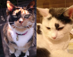 Cats Murphy and Millie