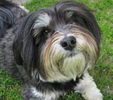 Cute Puppy Shih Tzu dog