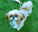 Puppy Bailey